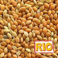 panicum_red.png panicum_red.png