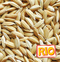 paddy_rice.jpg