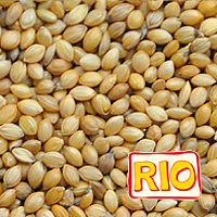 panicum_yellow.png